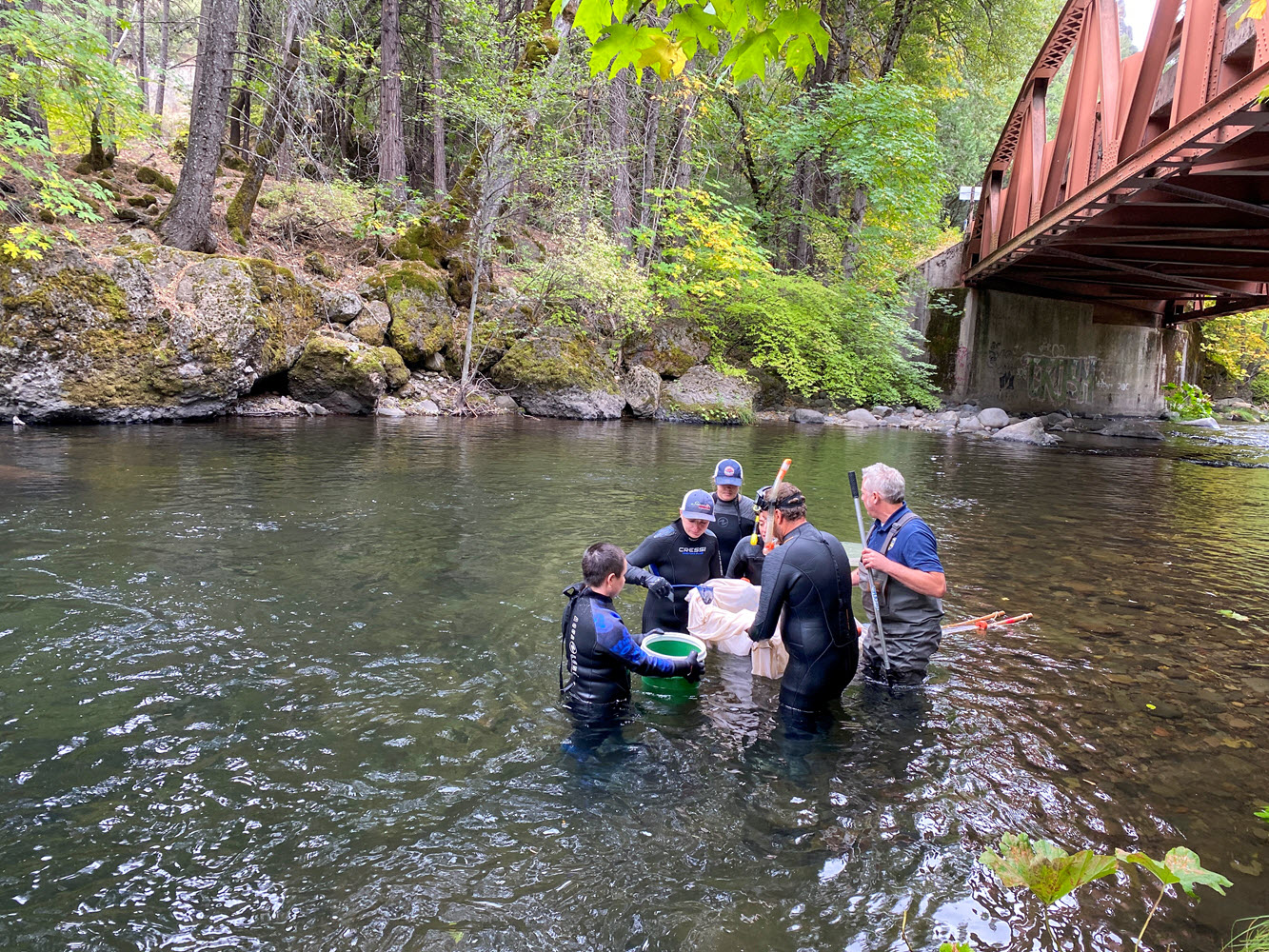 Collecting yearling, spring-run Chinook salmon on Deer Creek, Tehama County