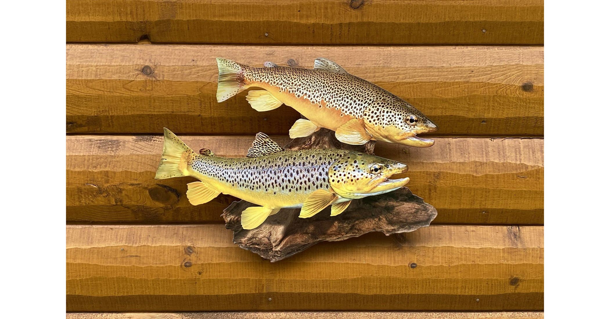 "Double Vision Brown Trout"