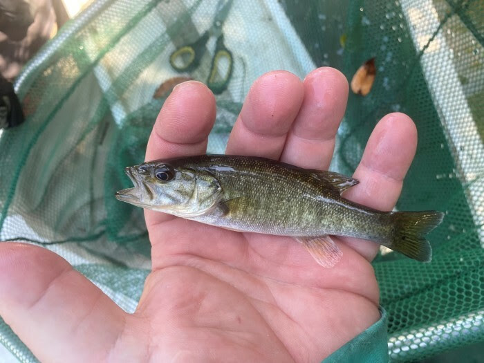 Shoal bass are raised in Blackwater Fish Hatchery and released to help support the species population. This is the size of a shoal bass four months after it was released into the Chipola River.