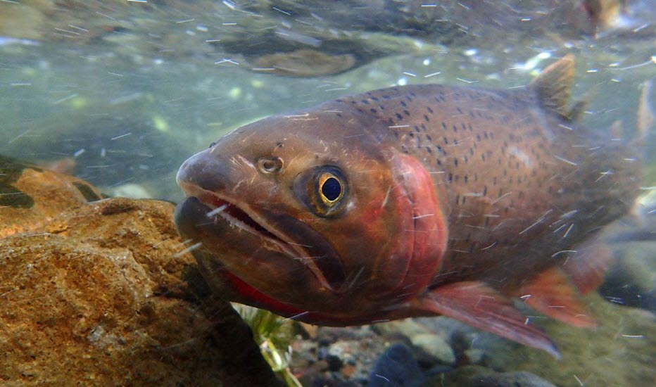 Yellowstone cutthroat trout