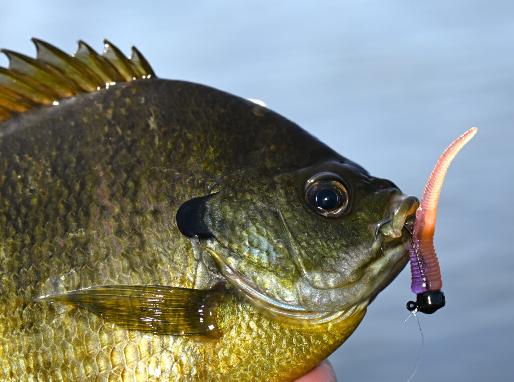 Bluegill hooked with Z-Man Micro WormZ